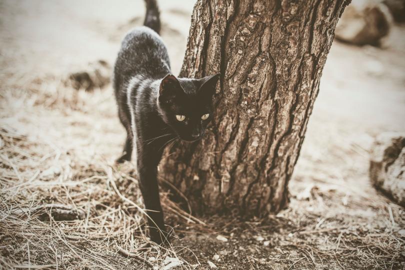 <p><strong>Котка</strong></p>

<p>Вървите по улицата и си мислите за ежедневните си задължения, когато по някаква причина вниманието ви е привлечено от котка. Котката ви е набелязала и започва или да ви следва, или да се опитва да задържи вниманието ви. Какво означава това? Котката е олицетворение на интуицията. Когато котка се появи от нищото и вие не можете да откъснете очи от нея значи, че трябва да слушате сърцето си.</p>

<p>Котките се свързват с могъщи и мъдри богини като Бастет и Фрея. Те показват, че е време да се свържете с интуицията си и по-високовибрационна енергия.</p>

<p>Цветовете на котките наистина имат значение. Белите котки са знак за промяна в интимните ви отншения, оранжевите котки предразполагат към духовни преживяваня, а черните симвплизират промяната на късмета и мъдростта.</p>
