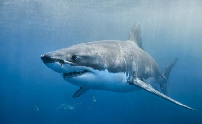 Защо акулите се гмуркат чак до зоната на здрача?