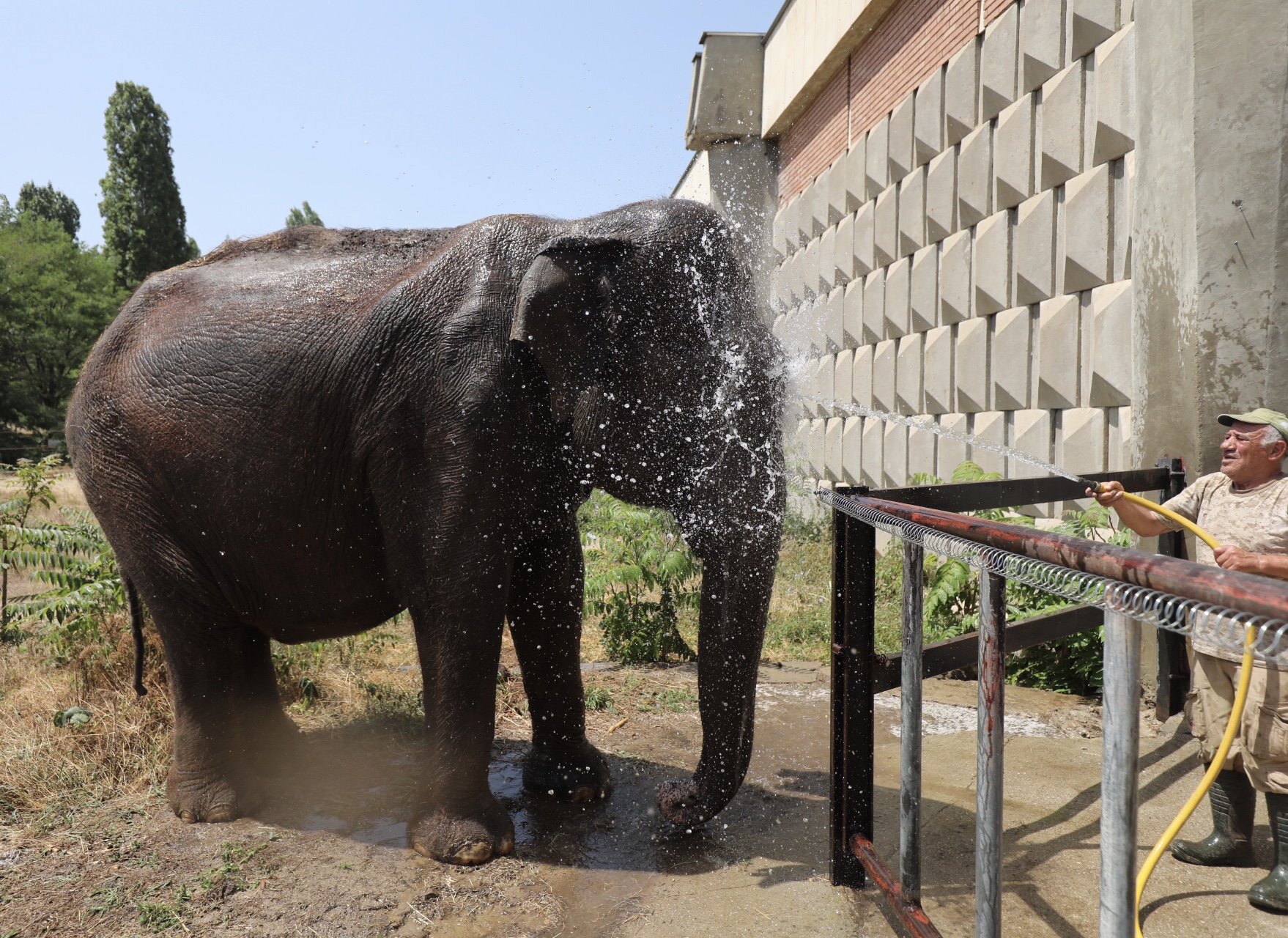 <p>Как разпускат в жегите животните в зоопарка в София</p>