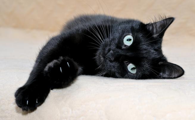  Бомбайска котка 