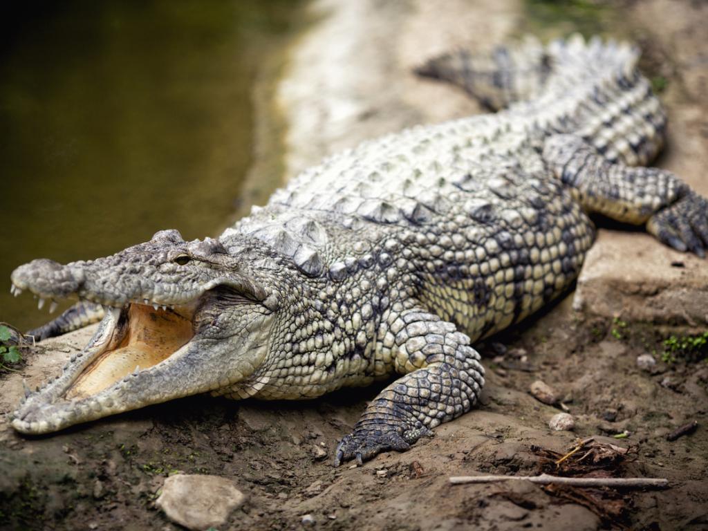 Продължава сагата с крокодила Кроко който във вторник стана известен