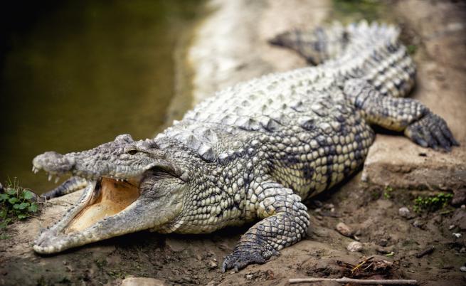 Виновна ли е Етиопия за крокодилите в Хартум