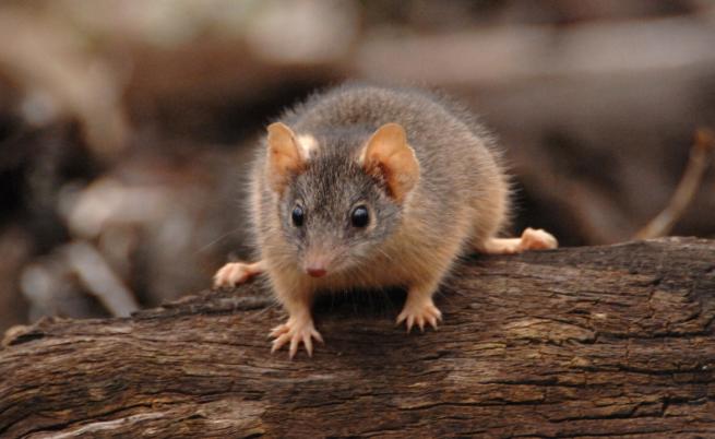 Вид мишка, съгласна на секс до смърт, живее в Австралия