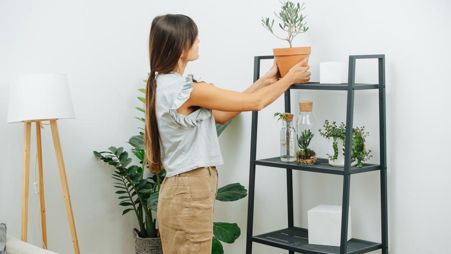 дом интериор декорация жена саксии