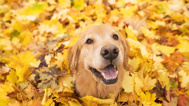  Гадание по картинки: какво ви чака през септември 