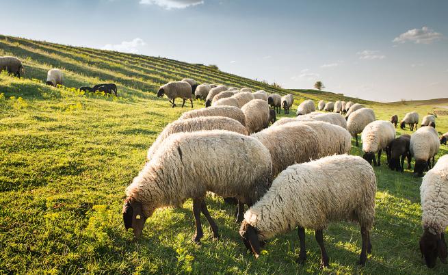 Стадо овце опазва руините на древния град Помпей