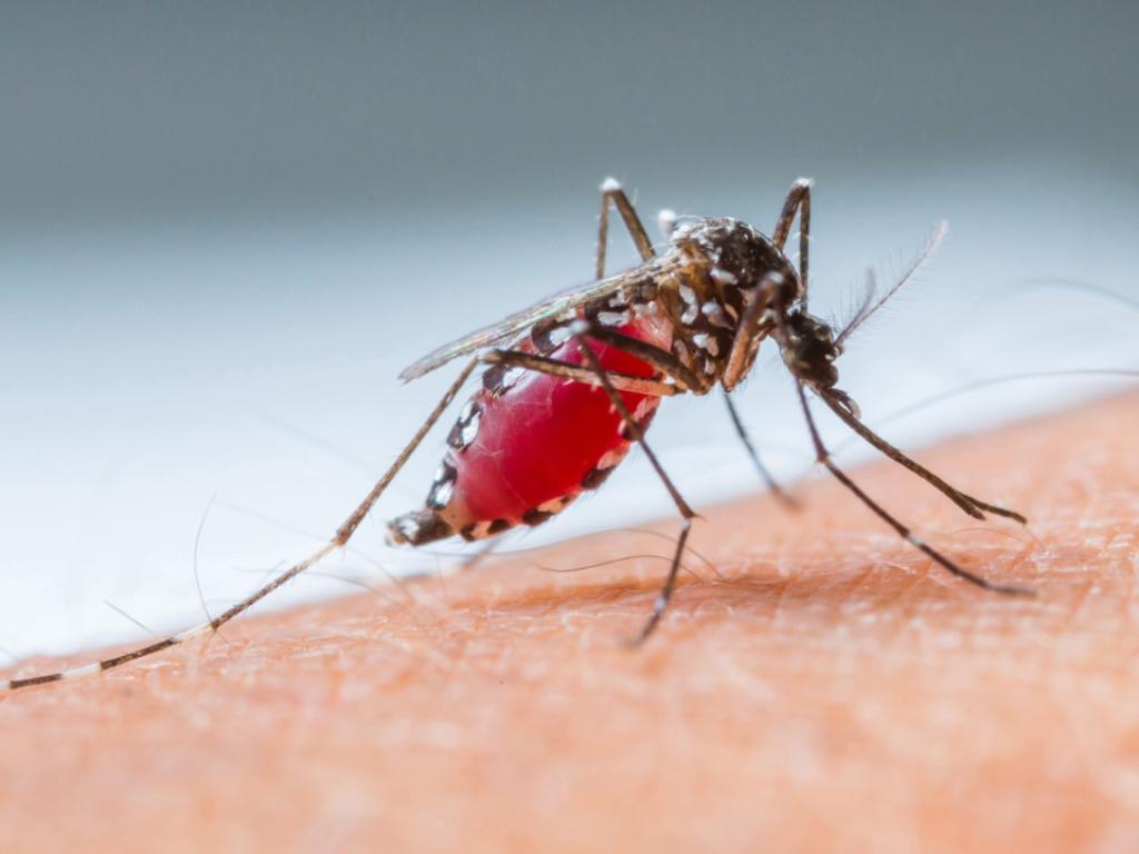 ВКолумбия здравните власти наблюдават нарастването на случаите на денга в