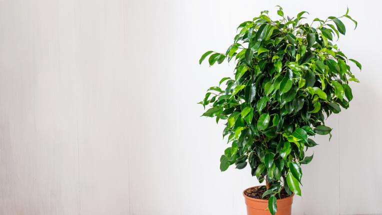  Веднага изхвърлете тези шест растения от вкъщи си 