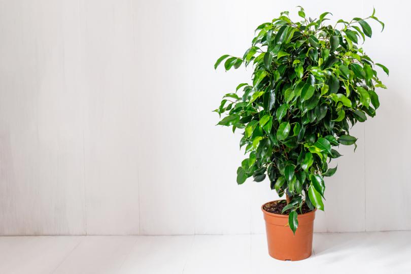 <p><strong>Фикусово дърво</strong></p>

<p>Известно е и като фикус Бенджамин и е често срещано стайно растение. Восъчните му листа събират много прах, който би бил проблем, ако страдате от астма. Растението притежава и висока концентрация на латекс, който може да предизвика алергия към него.</p>