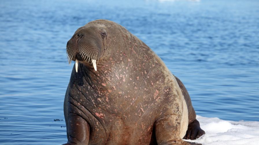 <p>Уоли - огромният&nbsp;морж, който измина над 4 хил. км&nbsp;</p>