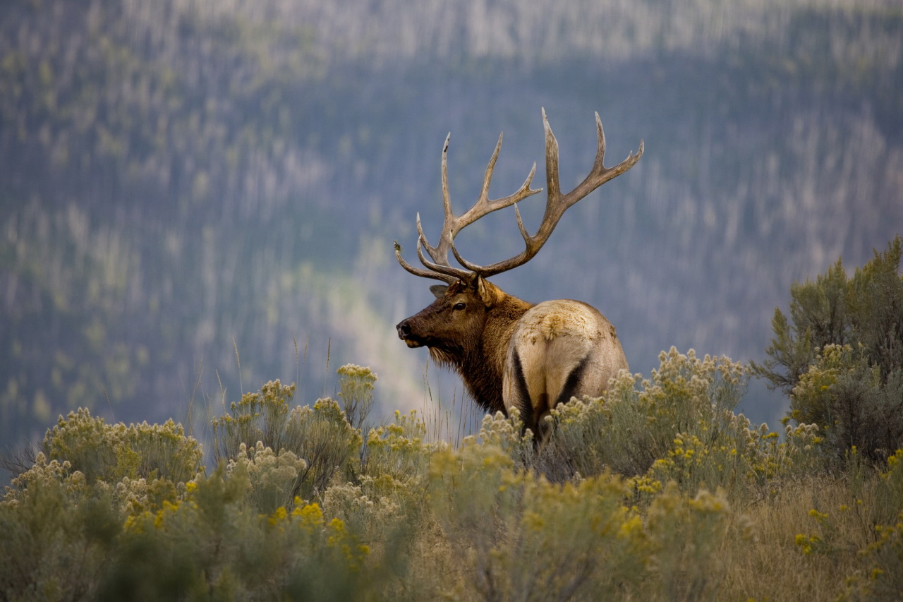 <p>Национален парк Yellowstone</p>