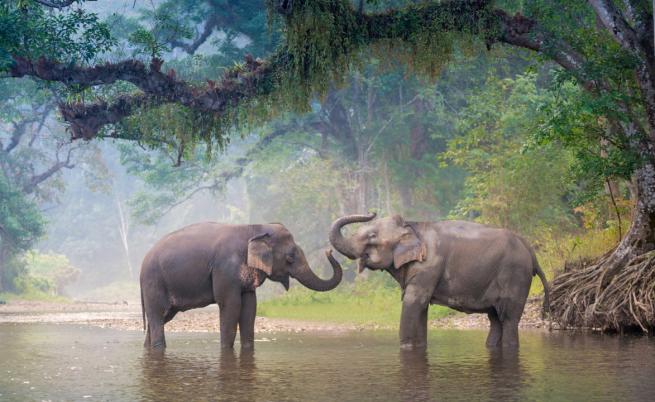 Тайланд - нов живот за работещите слонове
