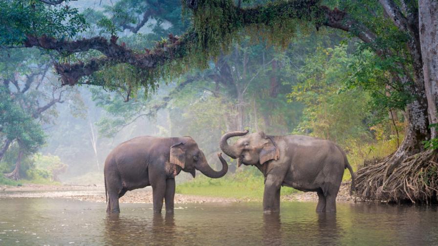 <p>Тайланд - нов живот за работещите слонове</p>