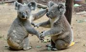 Трогателни кадри как коала страда за смъртта на любимата си (ВИДЕО)