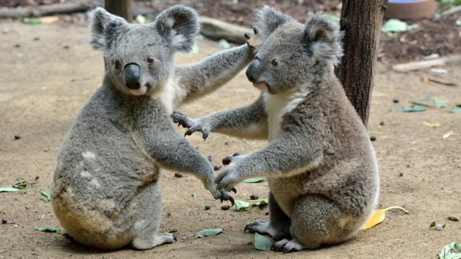 <p>Сладка и пухкава коала се превръща в демон (Видео)</p>