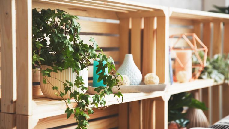  Преборете влагата в дома ви един път вечно с тези 6 стайни растения 