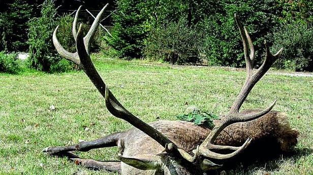 Застреляха благороден елен в Лудогорието