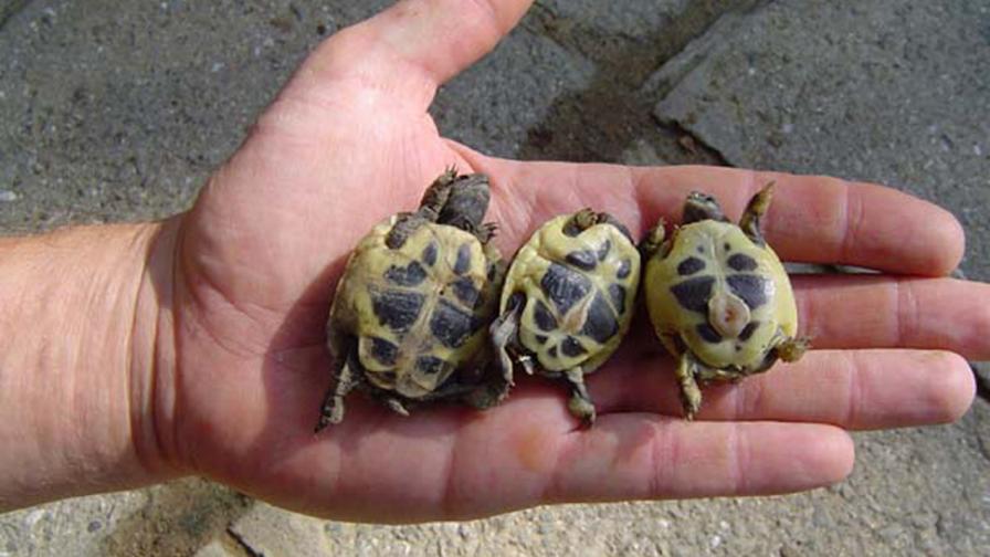 <p>Разделиха костенурки сиамски близнаци</p>