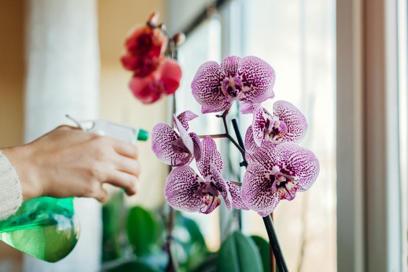<p><strong>Орхидея</strong></p>

<p>Орхидеите обичат умерена светлина и поливане на всеки 10 дни. Те цъфтят интензивно от края на зимата до пролетта.</p>