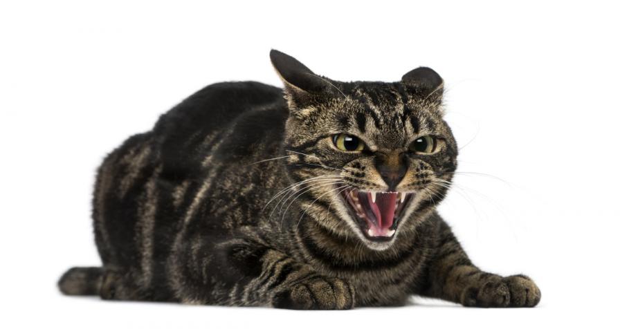 ядосана котка психопат зла