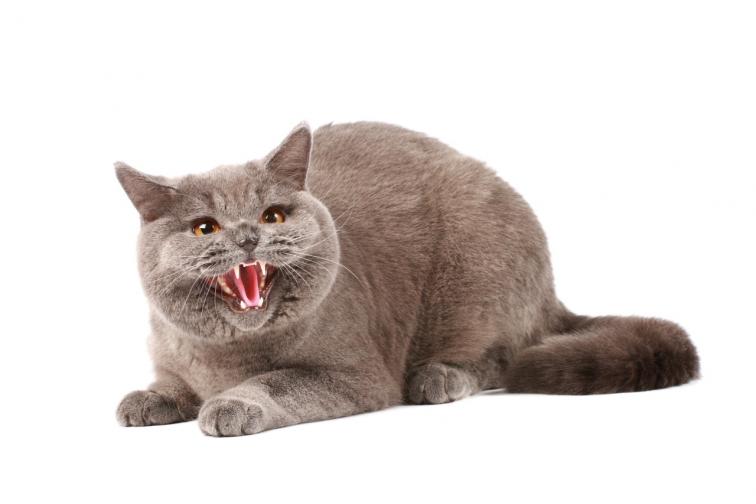 ядосана котка психопат зла