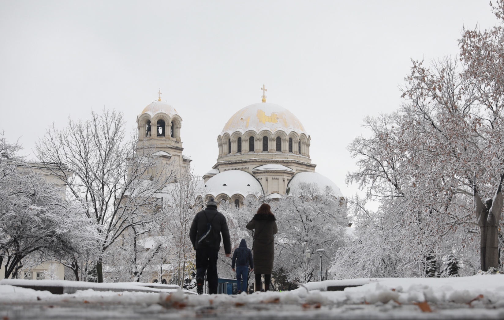 <p>Дърво падна в Докторската градина в София</p>