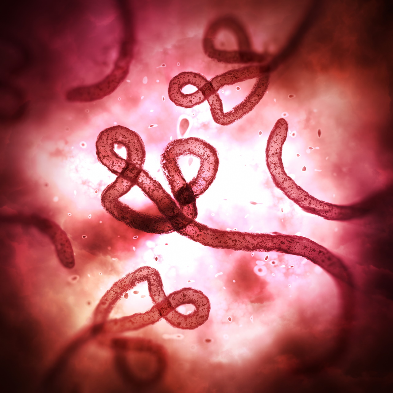 <p>Вирусът Ебола</p>