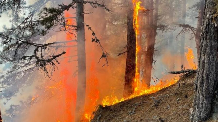 Пожар пламна в гората над Банско