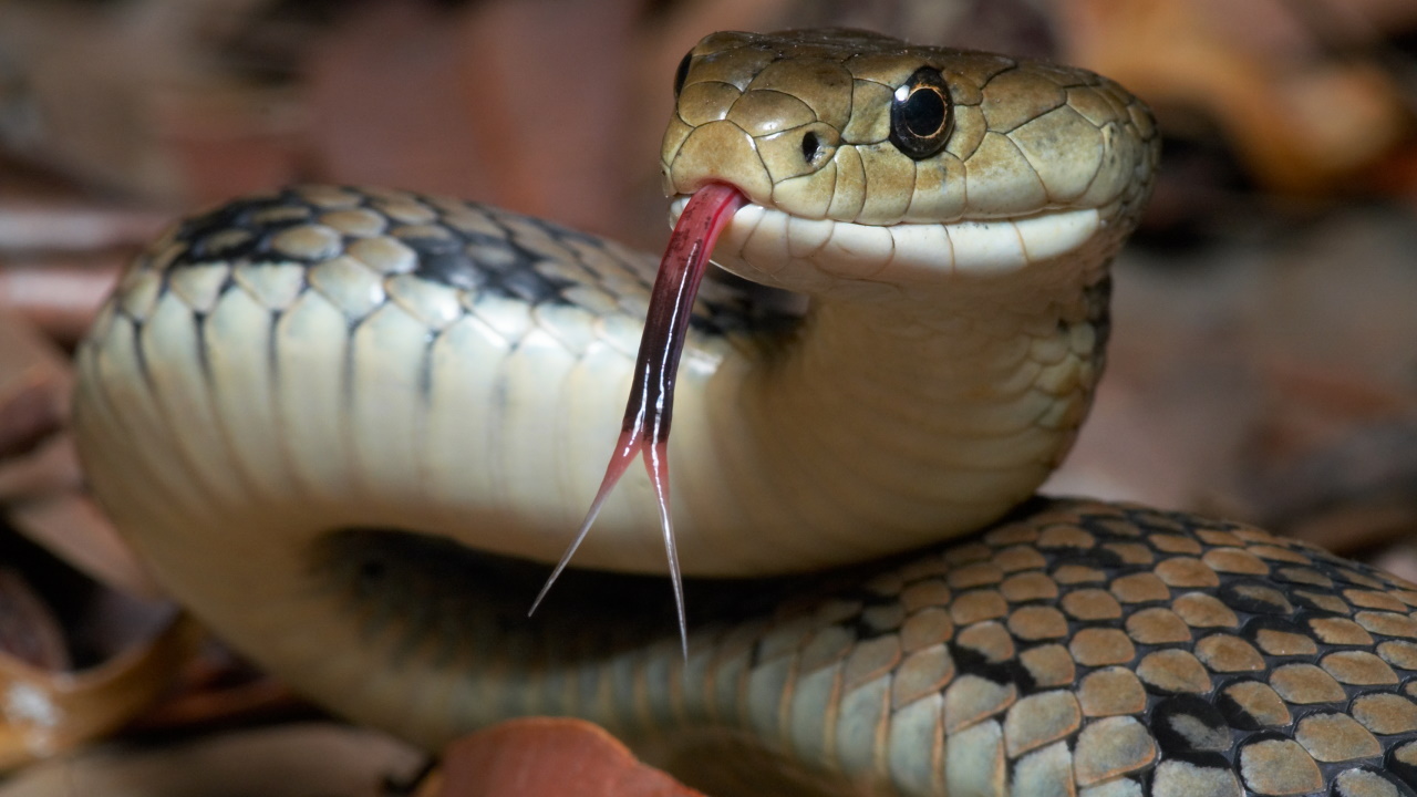 <p><strong>1 февруари</strong> е световният ден на змиите</p>