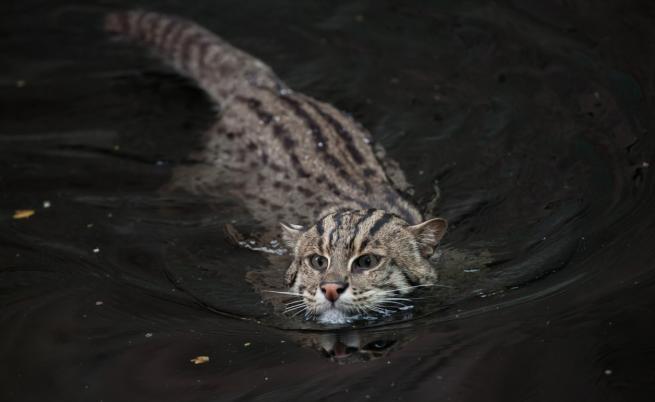 Забележителни създания: Котка рибарка