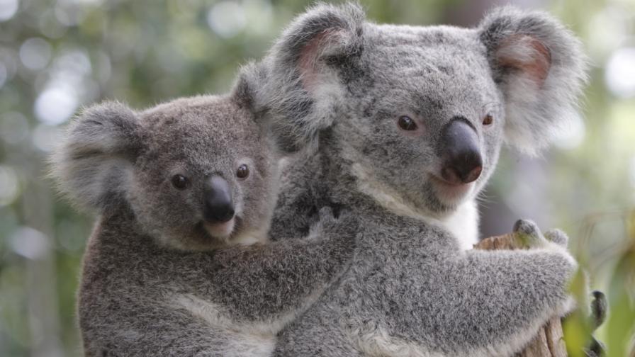 <p>Емблемата на Австралия - коалата вече е застрашен вид</p>