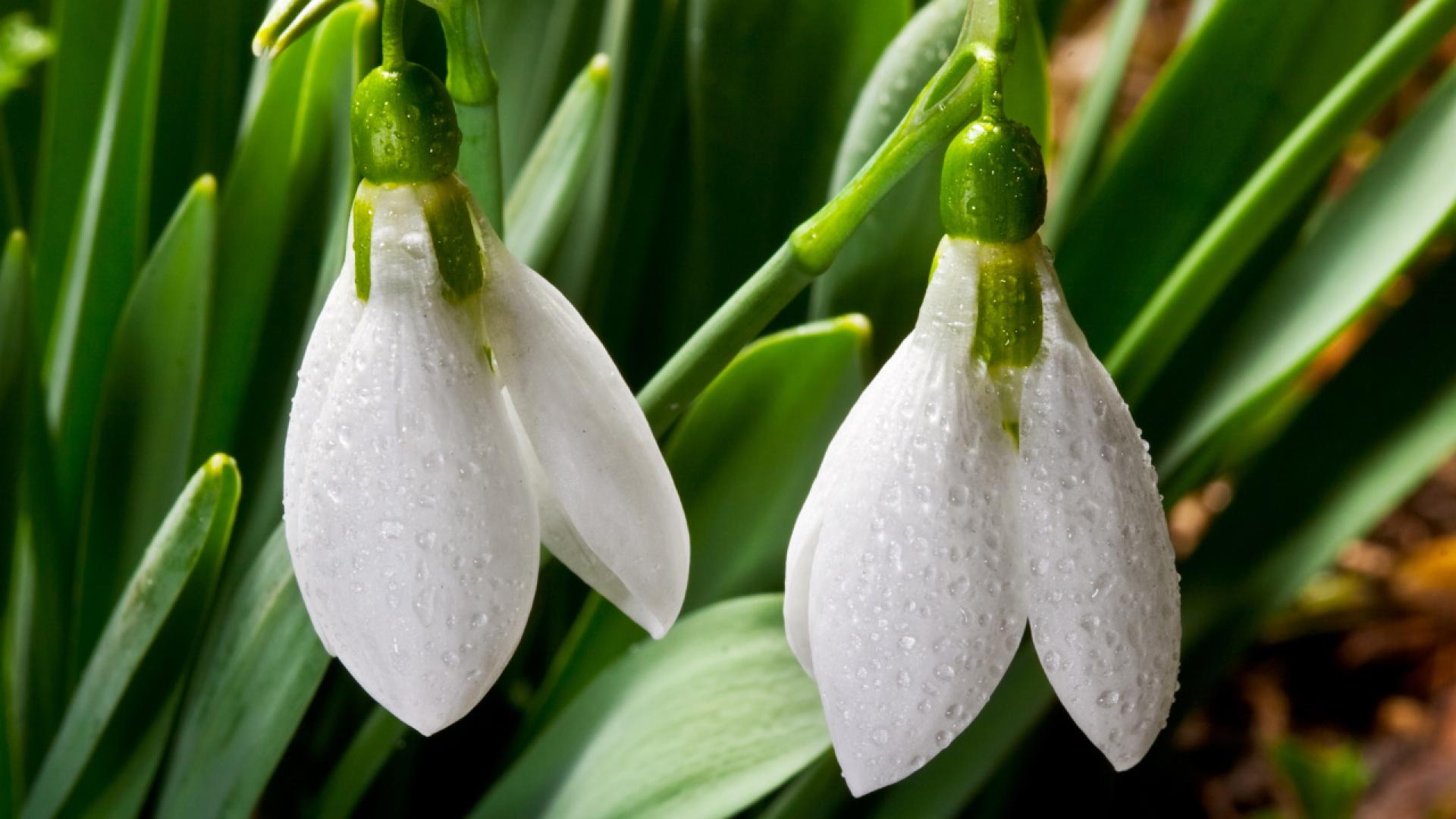 Всредата на първия пролетен месец Баба Марта ни е подготвила