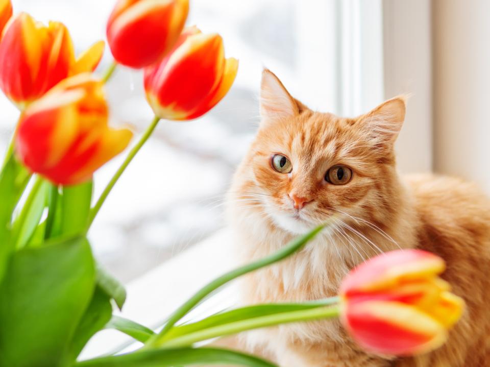 котка коте дом пролет уют цветя лале лалета