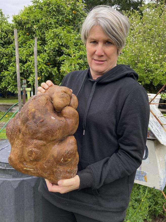 Гигантски новозеландски картоф се оказа грудка на кратуна