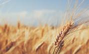 С три месеца се удължава забраната за внос на зърно