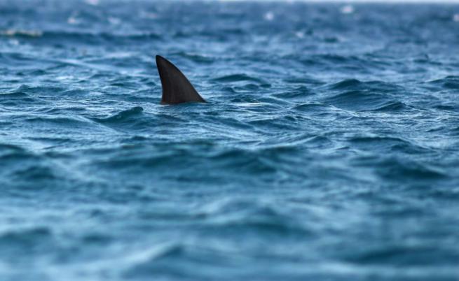 „Знаех, че ме обикаля“: Мъж, нападнат от акула, очаквал да умре, но делфини спасили живота му