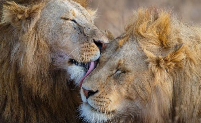 Хормонът на любовта превръща лъвовете в котенца