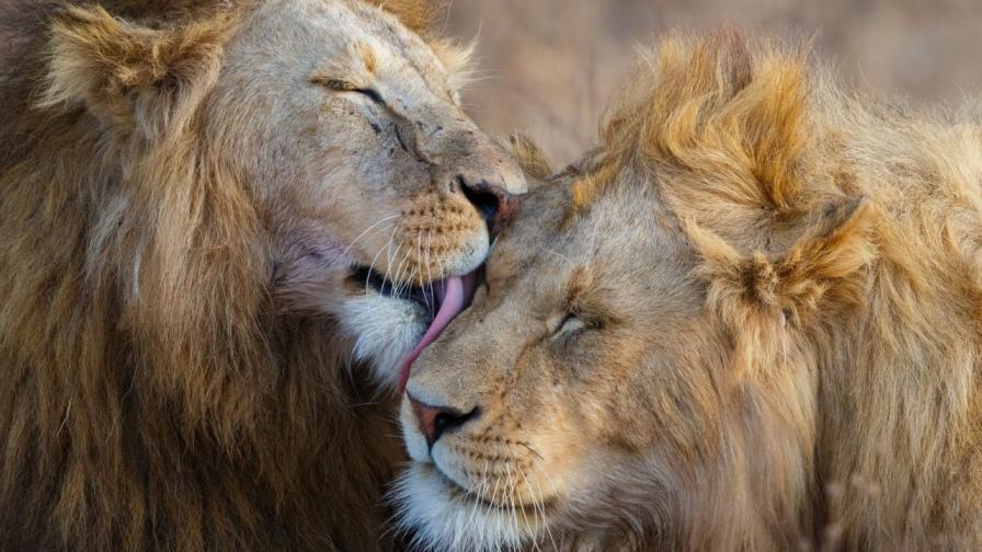 Хормонът на любовта превръща лъвовете в котенца
