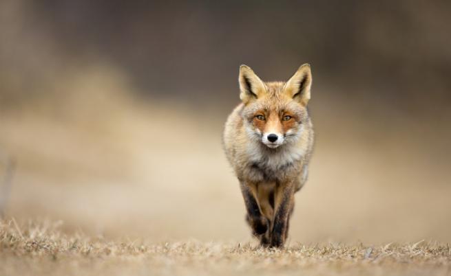 Червената лисица: Едно от най-смъртоносните животни в Аляска
