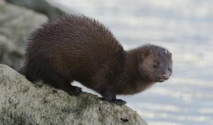 <p>МОСВ&nbsp;забранява вноса и развъждането на норки</p>