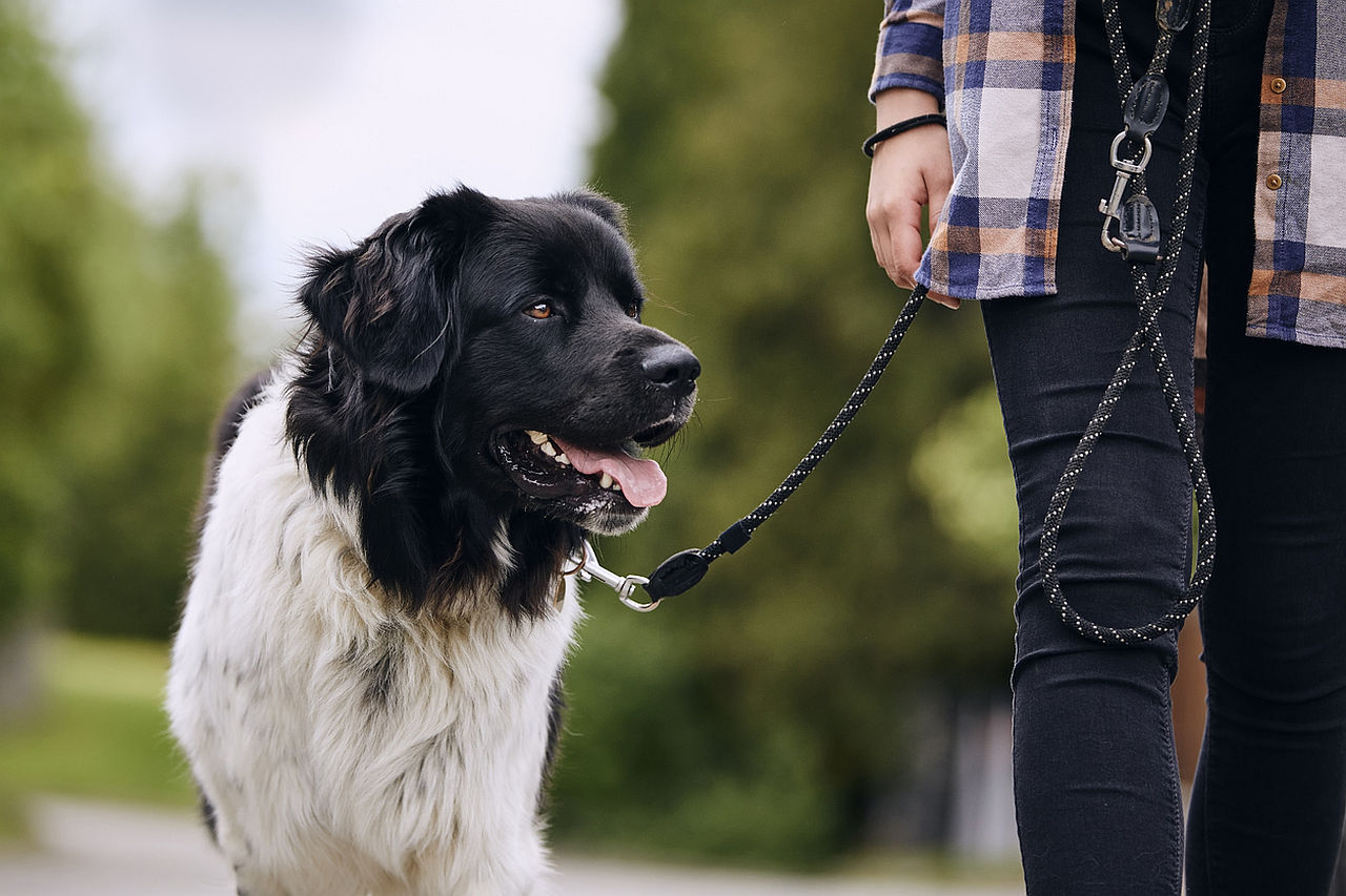 <p>Разхождайте кучето си по-дълго или ако нямате куче, предложете да помогнете на приятели или съседи за извеждането на домашния им любимец.</p>