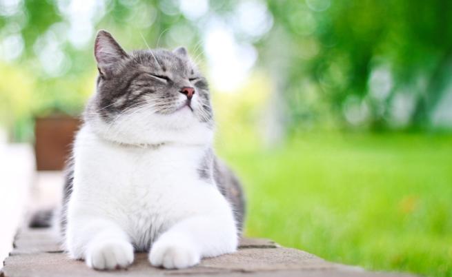 Научен институт класифицира домашните котки като чуждоземен инвазивен вид