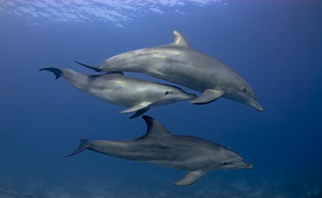 Делфини в мисия на командоси в Черно море?