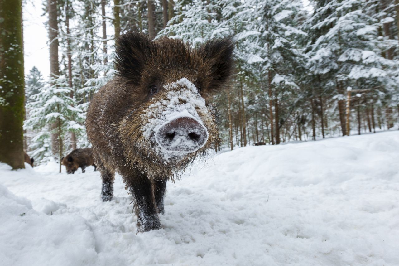 <p><strong>Диви свине</strong><br />
<br />
Радиоактивни диви свине могат да бъдат открити в много части на Европа. Те са достигнали чак до Швеция след катастрофата в Чернобил, от където са поели и самата радиация. Подобно на глиганите,&nbsp;много други животни също са били засегнати от радиационното влияние.<br />
&nbsp;</p>

<p>.</p>