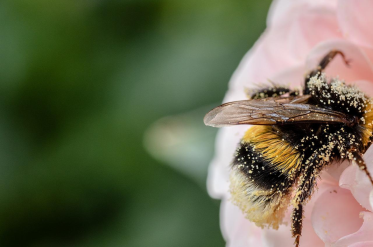 Отбелязваме Международния ден на пчелите
