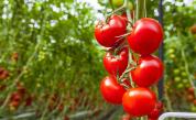 Учени създадоха домати с витамин Д