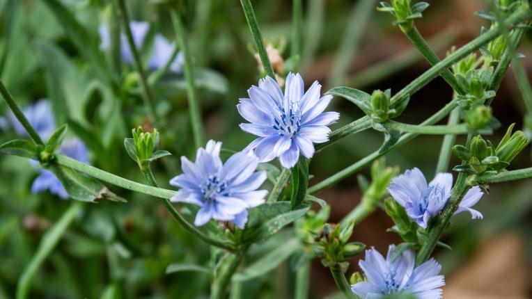  Най-полезните кореноплодни растения, които би трябвало да хапваме по-често 