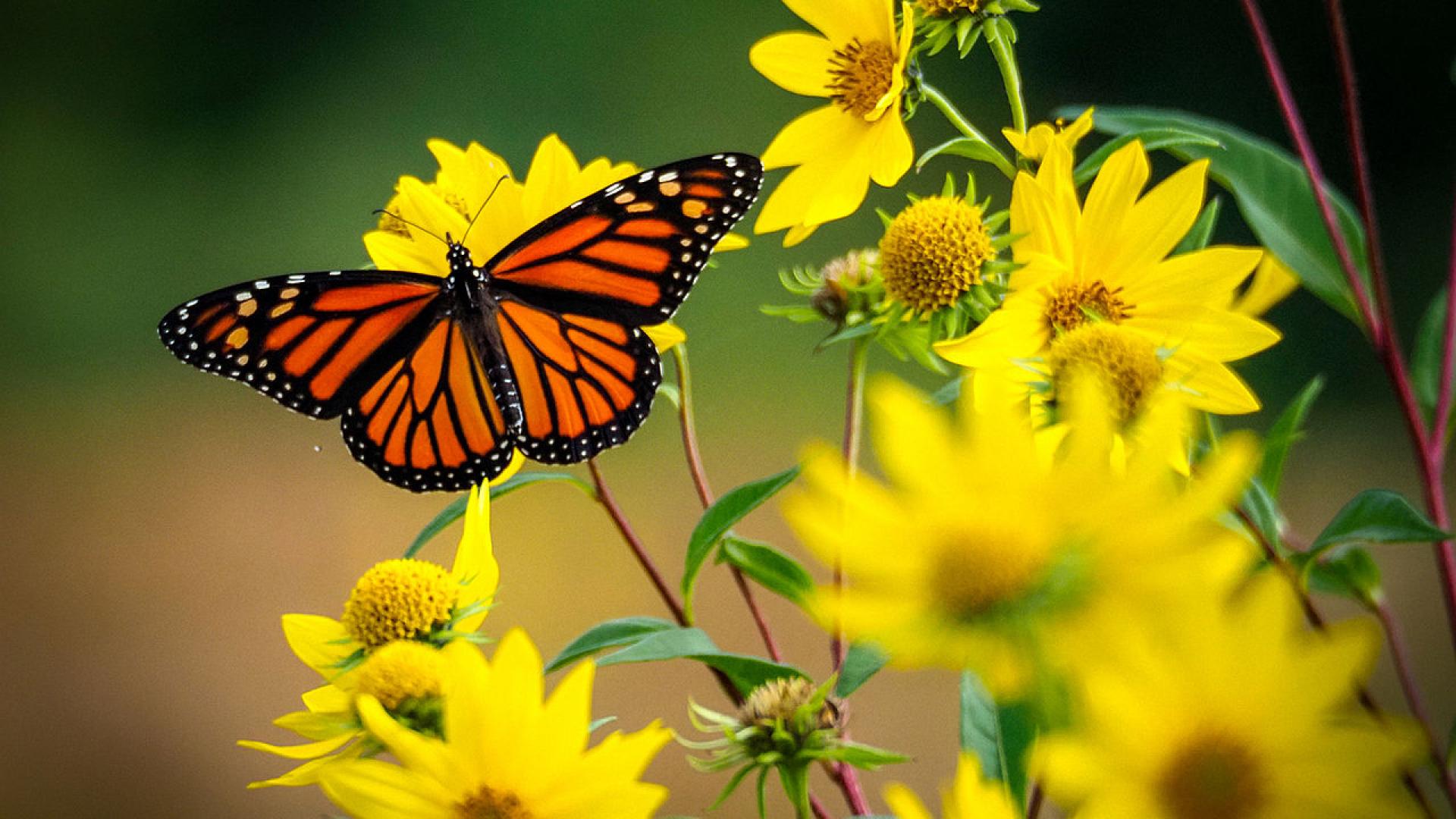 Пеперудите известни със своята красота и жизненоважна роля в опрашването