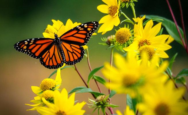 Пеперудите монарх се завръщат в Мексико