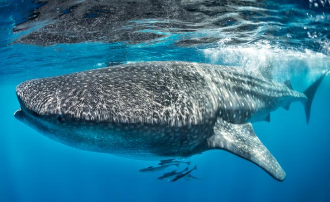 Китовата акула: Най-голямата риба в света и нейният антураж